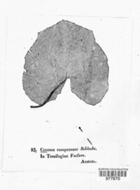 Coleosporium tussilaginis image